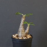 P.ウィンゾリー（実生）163