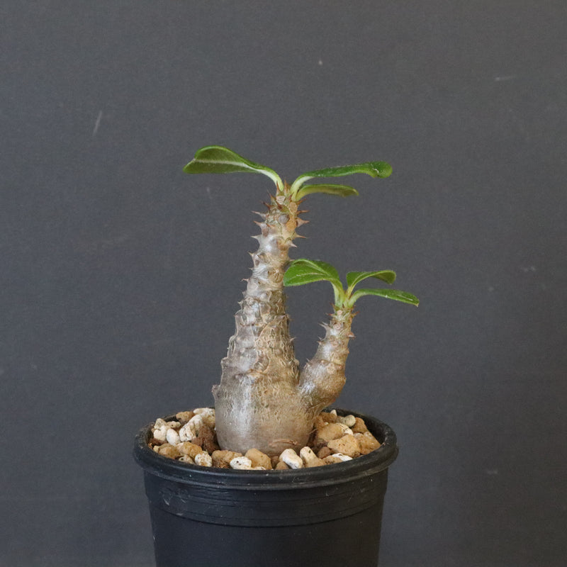 P.ウィンゾリー（実生）163