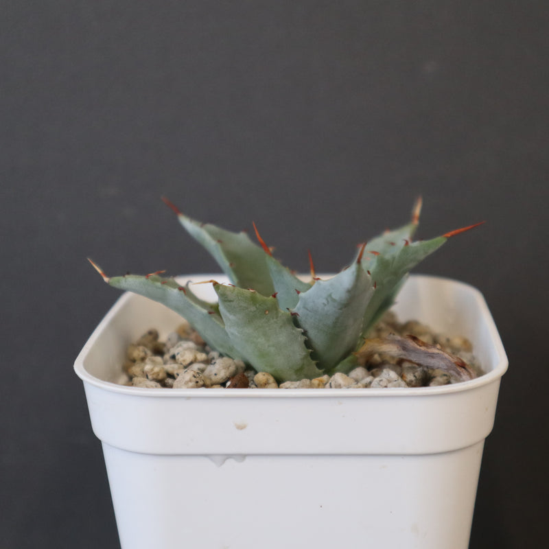 DRAGON AGAVE】アガベ 姫雷帝×妖炎 EC1149 – TaiShoDo ONLINE SHOP