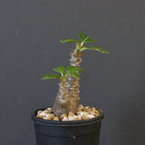 P.ウィンゾリー（実生）163