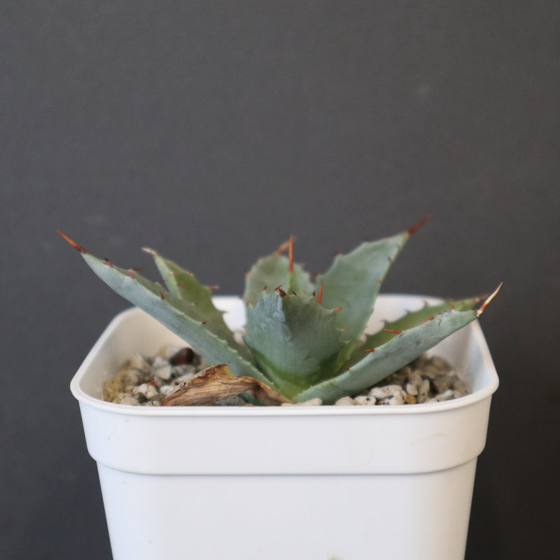 DRAGON AGAVE】アガベ 姫雷帝×妖炎 EC1149 – TaiShoDo ONLINE SHOP