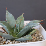 DRAGON AGAVE】アガベ 姫雷帝×妖炎 EC1149 – TaiShoDo ONLINE SHOP