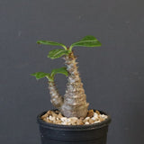 P.ウィンゾリー（実生）163