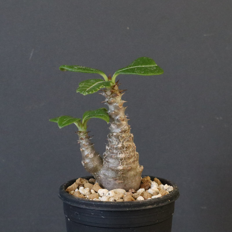 P.ウィンゾリー（実生）163