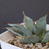 【DRAGON AGAVE】アガベ 姫雷帝×妖炎 EC1149