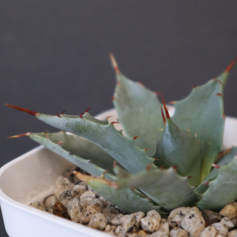 DRAGON AGAVE】アガベ 姫雷帝×妖炎 EC1149 – TaiShoDo ONLINE SHOP