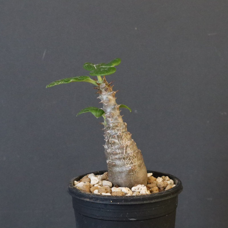 P.ウィンゾリー（実生）163