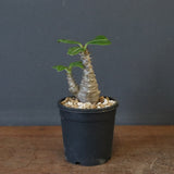 P.ウィンゾリー（実生）163