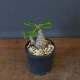 P.ウィンゾリー（実生）163