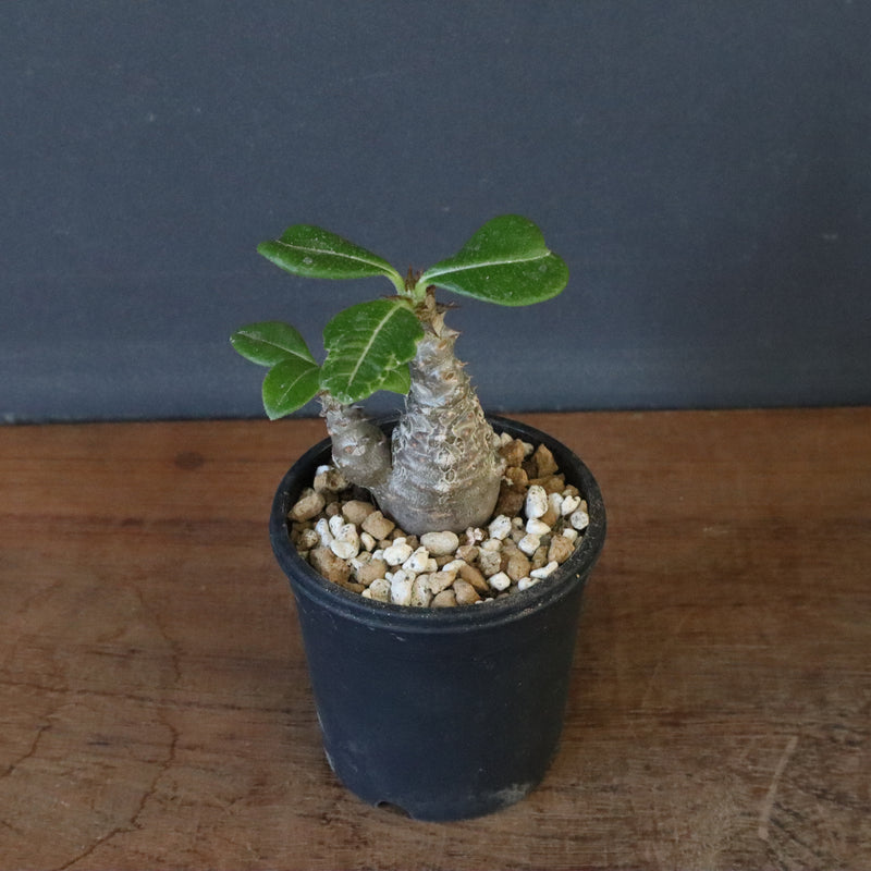 P.ウィンゾリー（実生）163