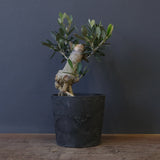 オリーブ（マンザロ二）　EC2047