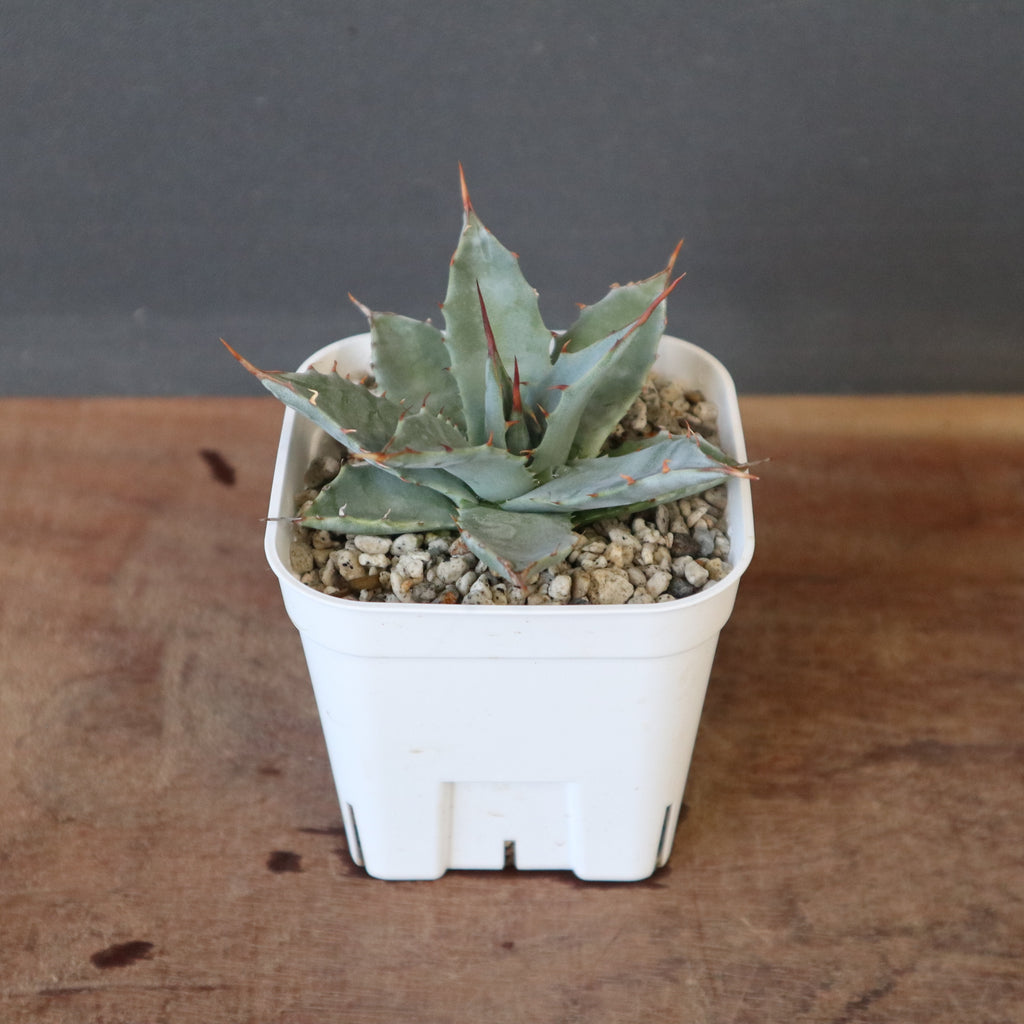 Agave Hybrid Sky、土田産　雷帝×妖炎　親株出品タグ付き DRAGON AGAVE】アガベ 姫雷帝×妖炎 EC1148 – TaiShoDo ONLINE SHOP