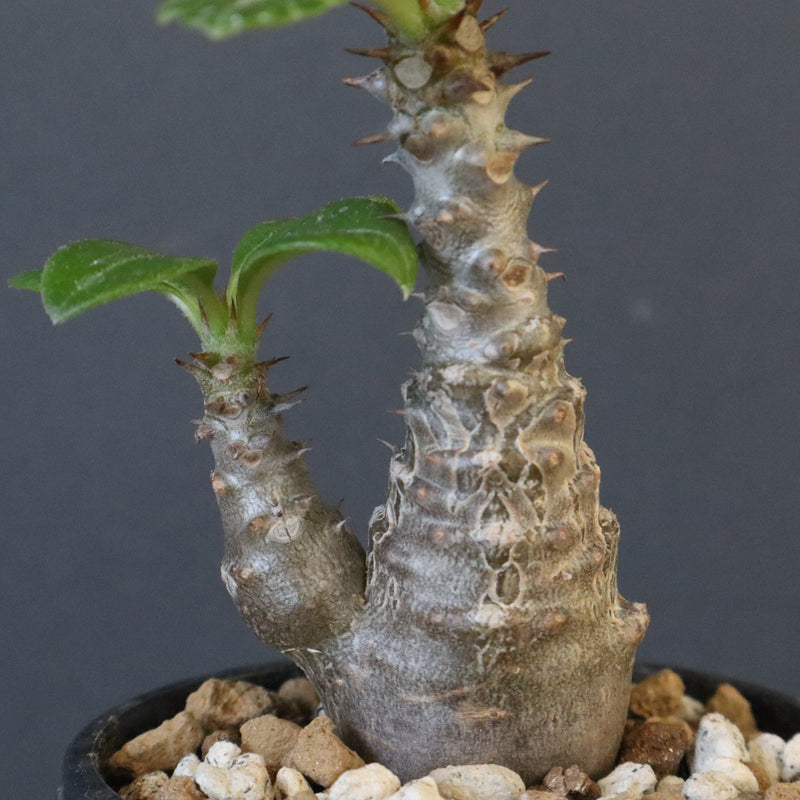 P.ウィンゾリー（実生）163