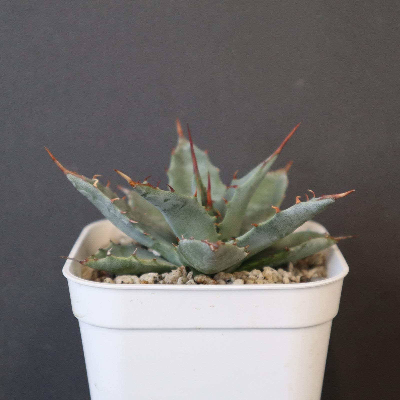 DRAGON AGAVE】アガベ 姫雷帝×妖炎 EC1148 – TaiShoDo ONLINE SHOP