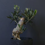 オリーブ（マンザロ二）　EC2047