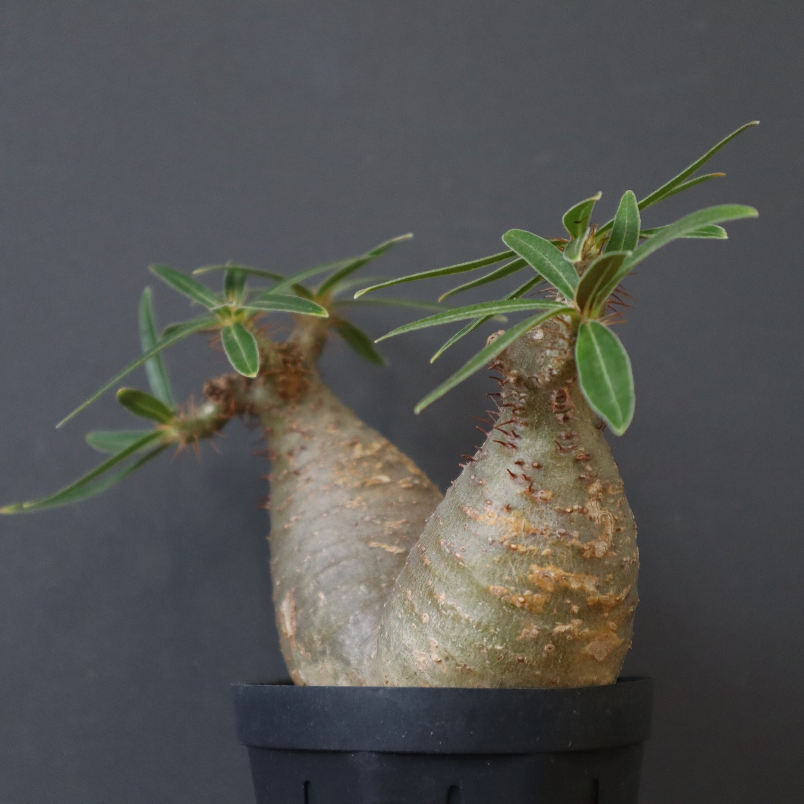 P.グラキリス 819 – TaiShoDo ONLINE SHOP