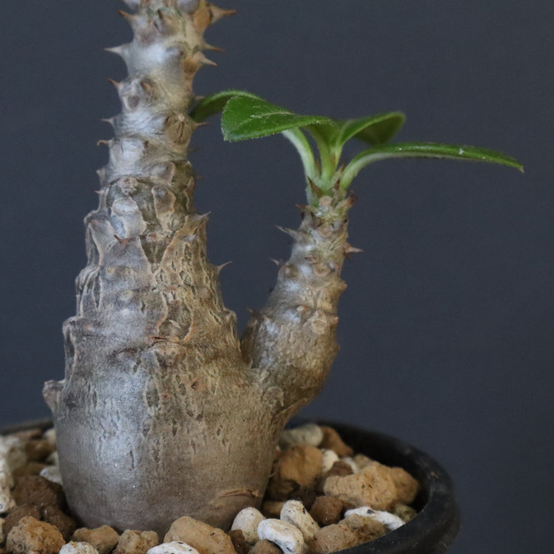 P.ウィンゾリー（実生）163