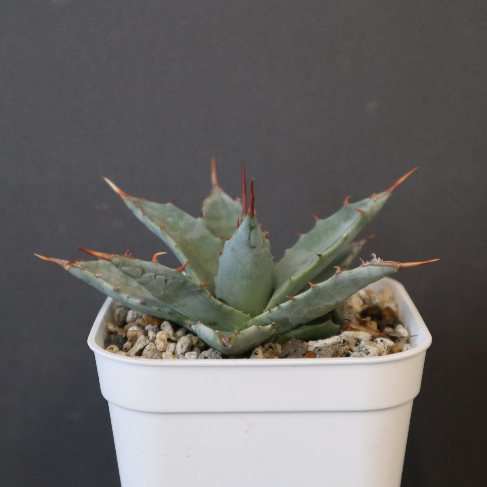 姫雷帝×妖炎　子株　BOSS産 DRAGON AGAVE】アガベ 姫雷帝×妖炎 EC1148 – TaiShoDo ONLINE SHOP