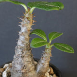 P.ウィンゾリー（実生）163