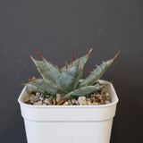 【DRAGON AGAVE】アガベ 姫雷帝×妖炎 EC1148