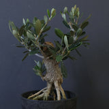 オリーブ（マンザロ二）　EC2047