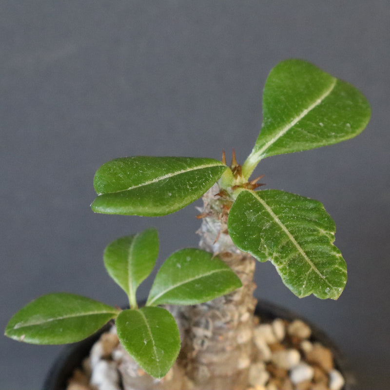 P.ウィンゾリー（実生）163