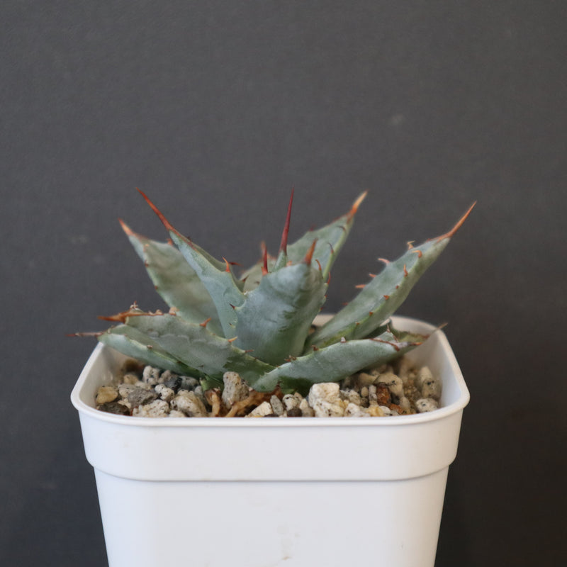 姫雷帝×妖炎　子株　BOSS産 DRAGON AGAVE】アガベ 姫雷帝×妖炎 EC1148 – TaiShoDo ONLINE SHOP