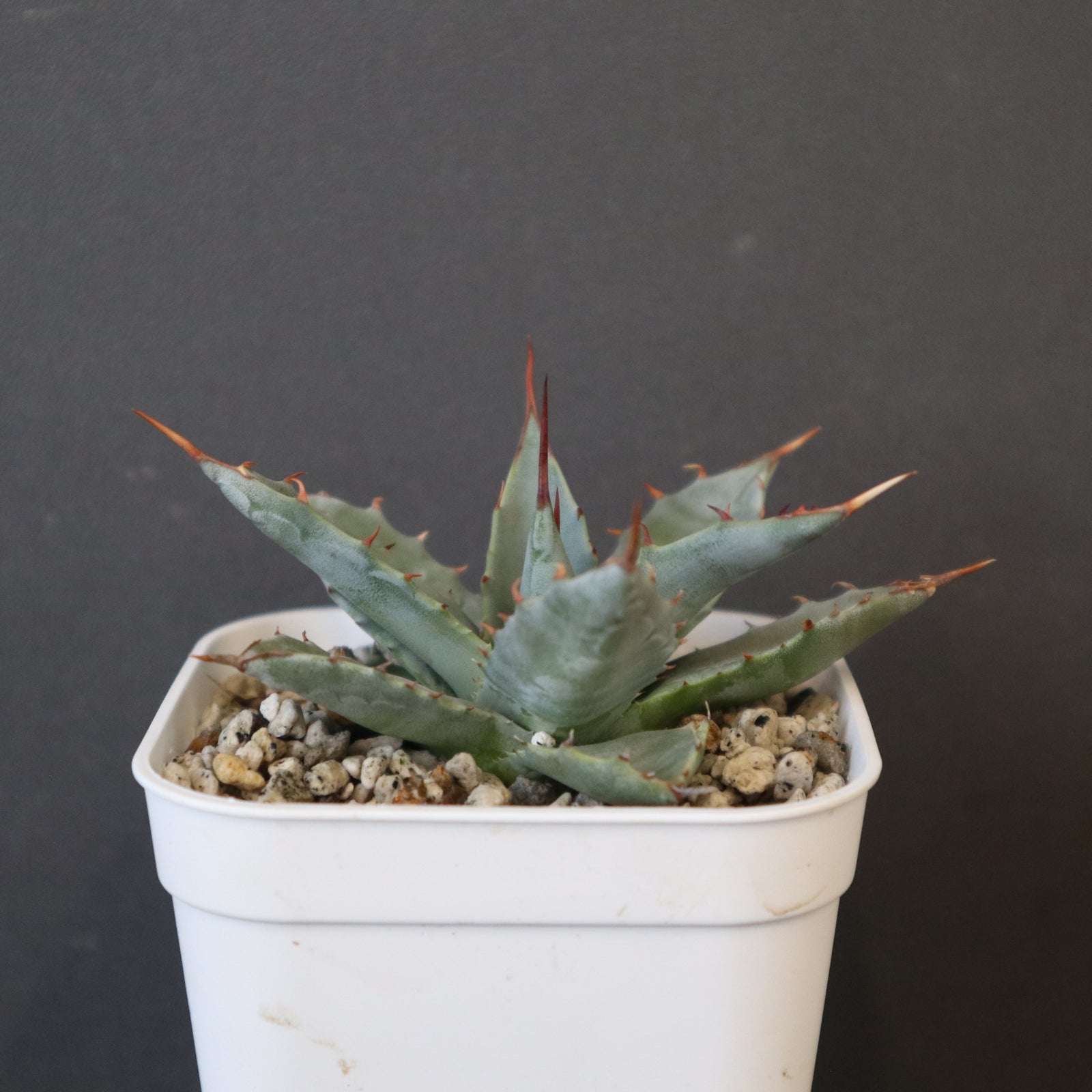 DRAGON AGAVE】アガベ 姫雷帝×妖炎 EC1148 – TaiShoDo ONLINE SHOP