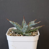 【DRAGON AGAVE】アガベ 姫雷帝×妖炎 EC1148