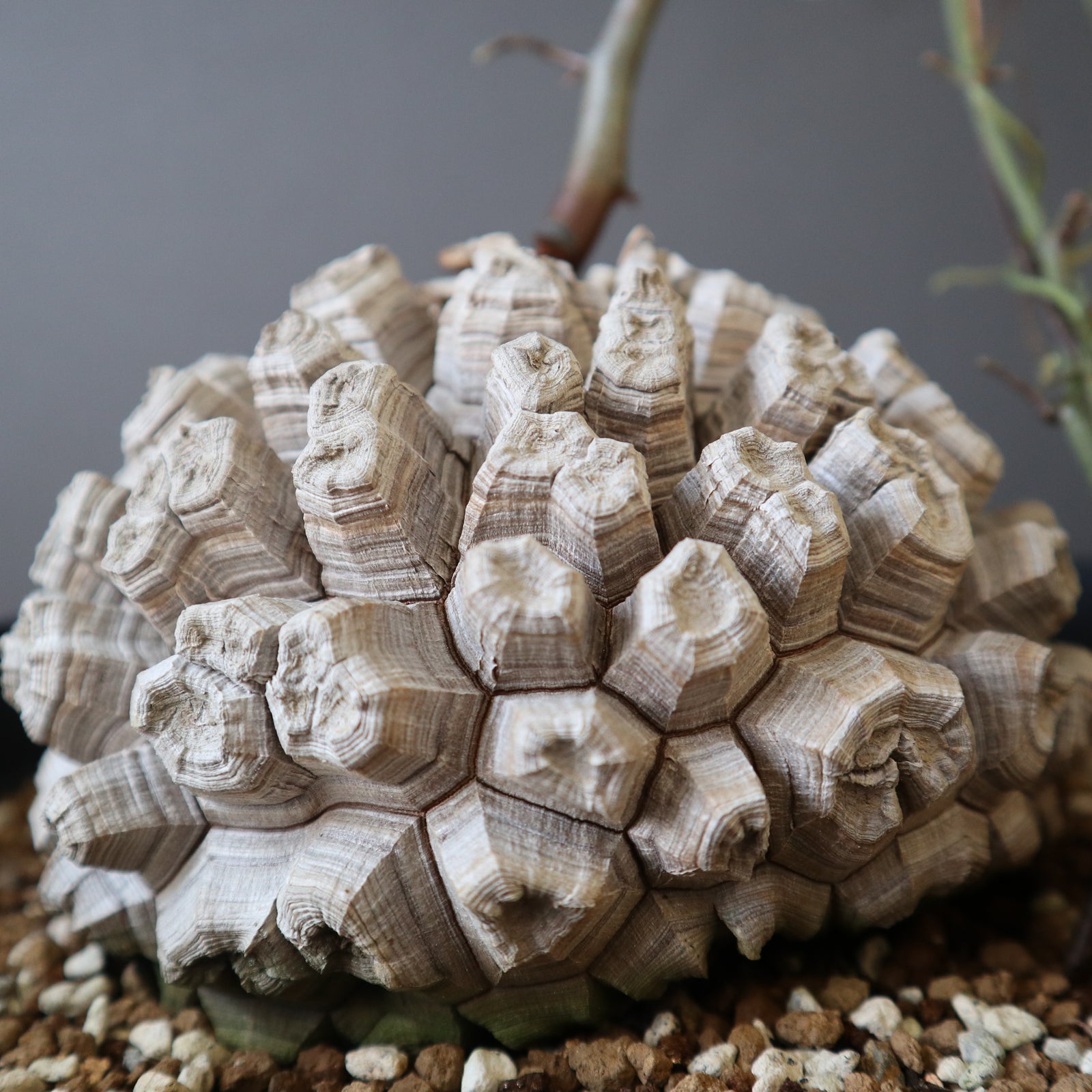亀甲竜 亀甲竜 EC3329 – TaiShoDo ONLINE SHOP