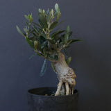 オリーブ（マンザロ二）　EC2047