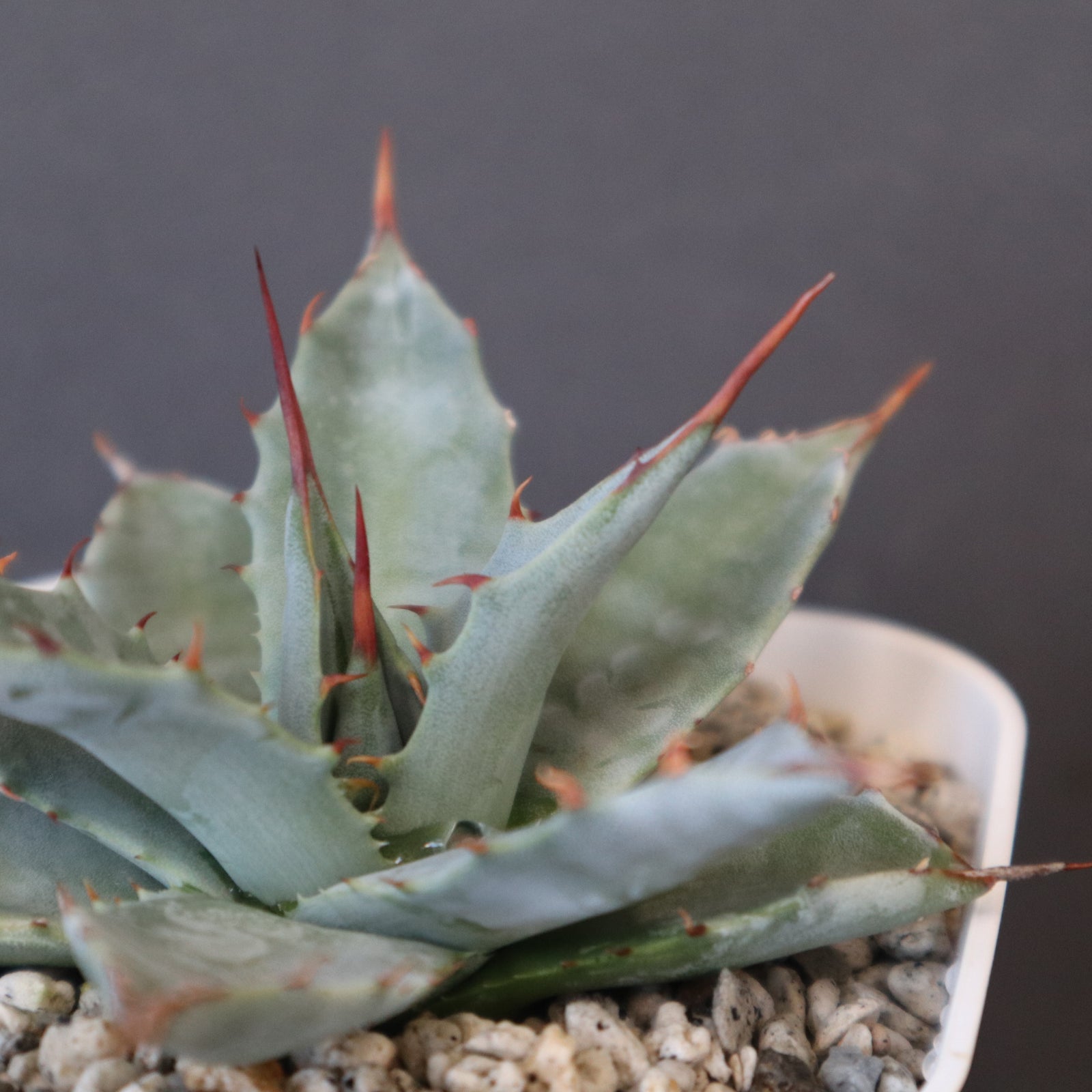 DRAGON AGAVE】アガベ 姫雷帝×妖炎 EC1148 – TaiShoDo ONLINE SHOP