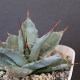 【DRAGON AGAVE】アガベ 姫雷帝×妖炎 EC1148