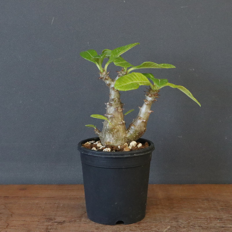 P.ウィンゾリー（実生）260