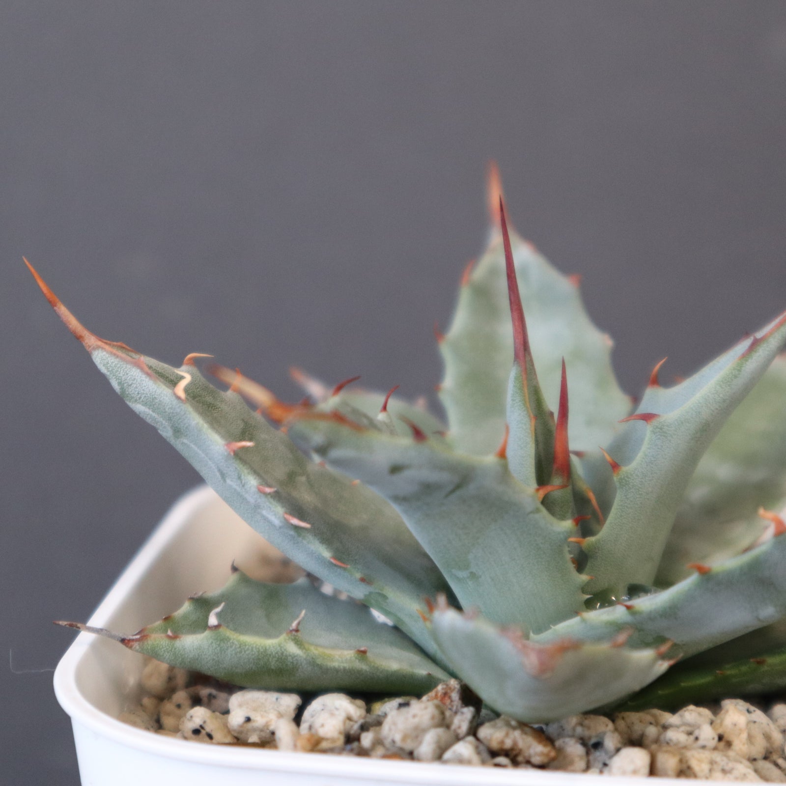 DRAGON AGAVE】アガベ 姫雷帝×妖炎 EC1148 – TaiShoDo ONLINE SHOP