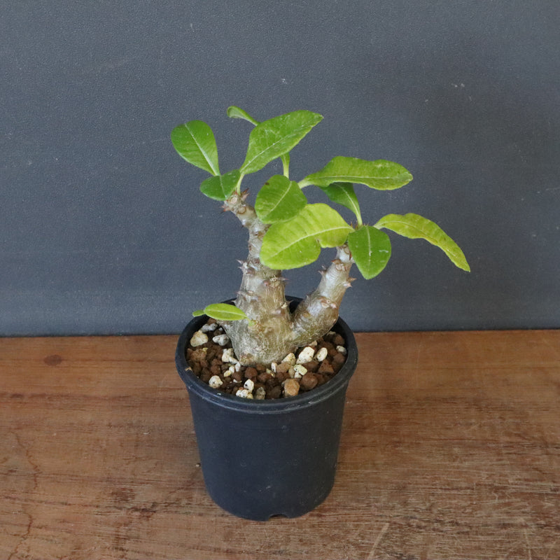 P.ウィンゾリー（実生）260