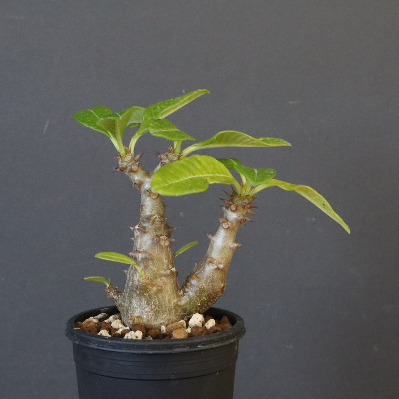 P.ウィンゾリー（実生）260