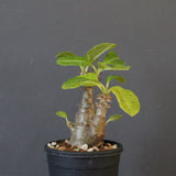 P.ウィンゾリー（実生）260