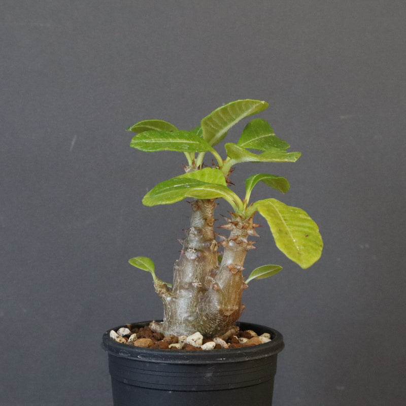 P.ウィンゾリー（実生）260