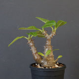 P.ウィンゾリー（実生）260