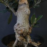 オリーブ（マンザロ二）　EC2047