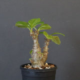 P.ウィンゾリー（実生）260