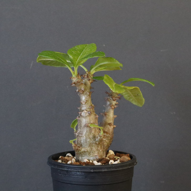 P.ウィンゾリー（実生）260