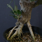 オリーブ（マンザロ二）　EC2047