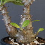 P.ウィンゾリー（実生）260