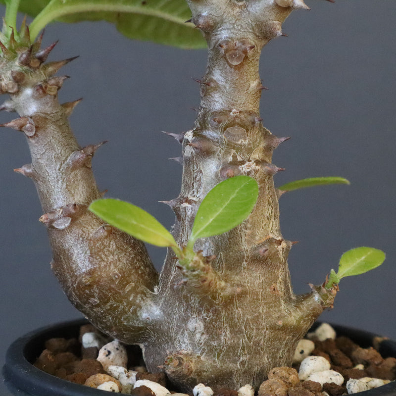 P.ウィンゾリー（実生）260