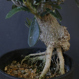 オリーブ（マンザロ二）　EC2047