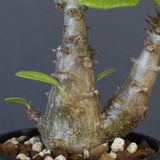 P.ウィンゾリー（実生）260