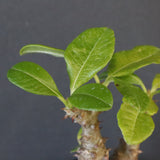 P.ウィンゾリー（実生）260