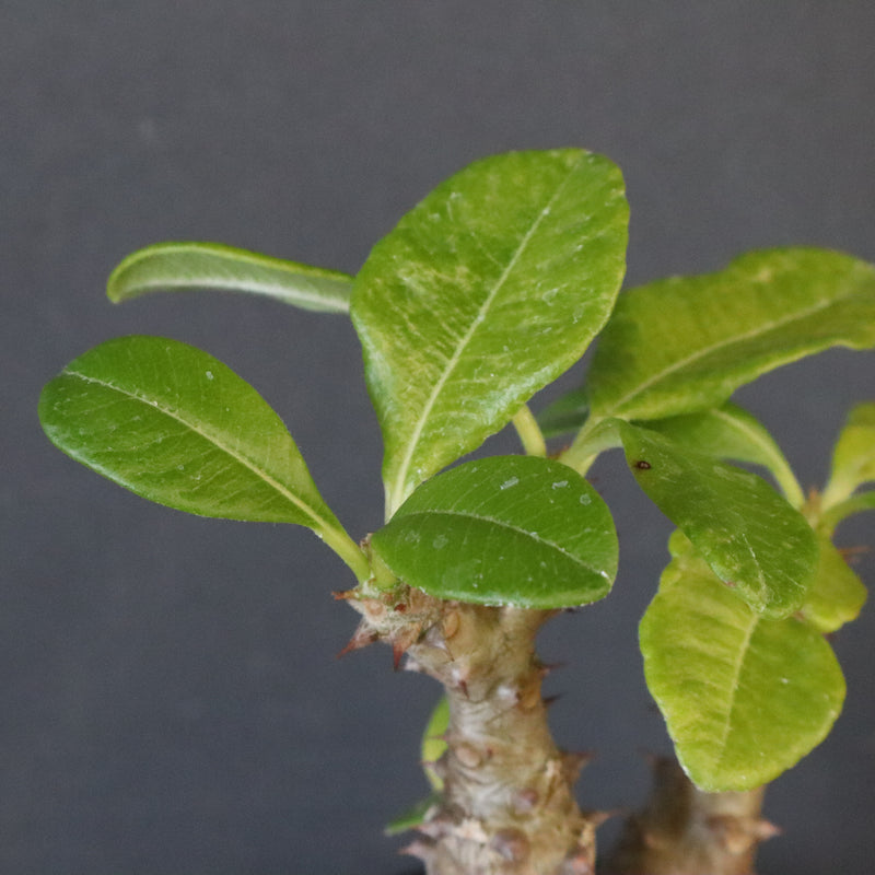 P.ウィンゾリー（実生）260